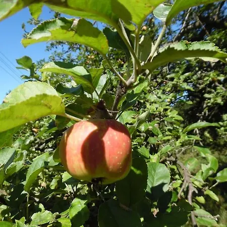 Rony - In The Middle Of Nature Vakantiehuis