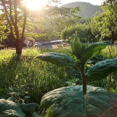 Rony - In The Middle Of Nature *