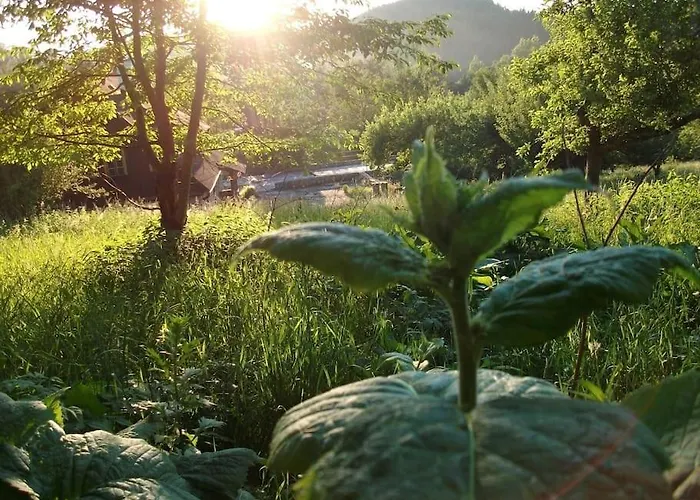 Rony - In The Middle Of Nature *